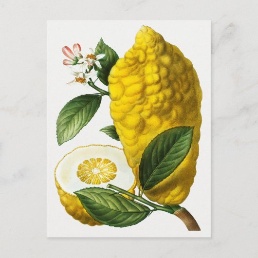 botanische illustratie briefkaart (Voorkant)