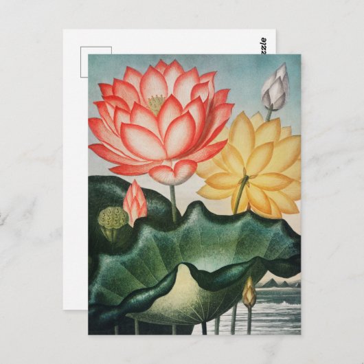  botanische illustratie briefkaart (Voorkant / Achterkant)