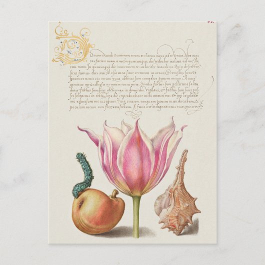  botanische illustratie briefkaart (Voorkant)