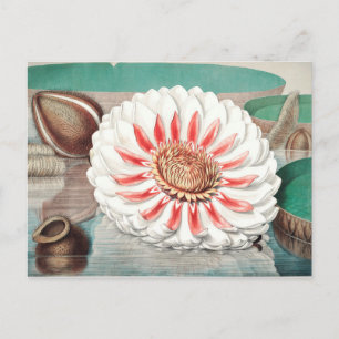 botanische illustratie briefkaart