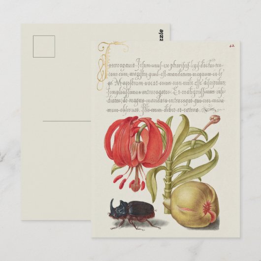  botanische illustratie briefkaart (Voorkant / Achterkant)