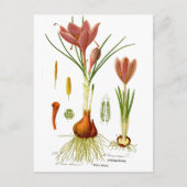 botanische illustratie briefkaart (Voorkant)