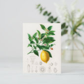  botanische illustratie briefkaart (Staand voorkant)