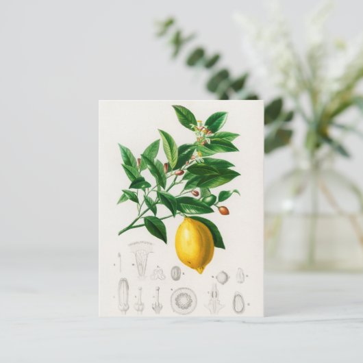  botanische illustratie briefkaart (Staand voorkant)