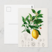  botanische illustratie briefkaart (Voorkant / Achterkant)