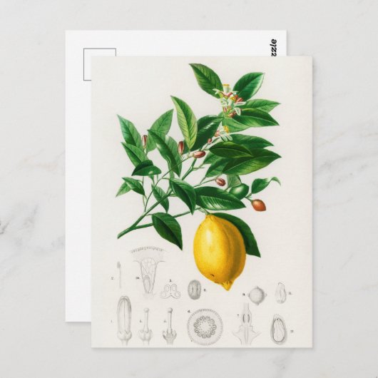  botanische illustratie briefkaart (Voorkant / Achterkant)