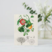 botanische illustratie briefkaart (Staand voorkant)