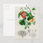 botanische illustratie briefkaart (Voorkant / Achterkant)