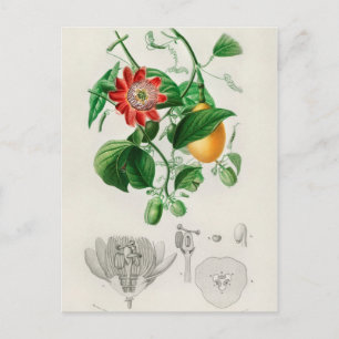  botanische illustratie briefkaart