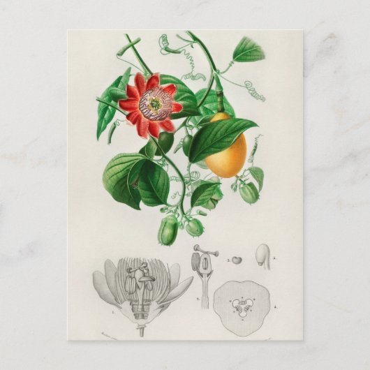 botanische illustratie briefkaart (Voorkant)