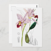  botanische illustratie briefkaart (Voorkant / Achterkant)