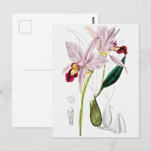 botanische illustratie briefkaart (Voorkant / Achterkant)