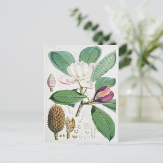  botanische illustratie briefkaart (Staand voorkant)