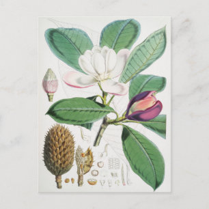 botanische illustratie briefkaart