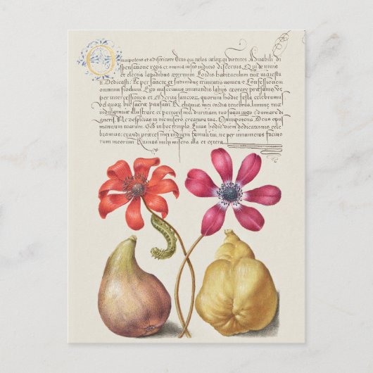 botanische illustratie briefkaart (Voorkant)