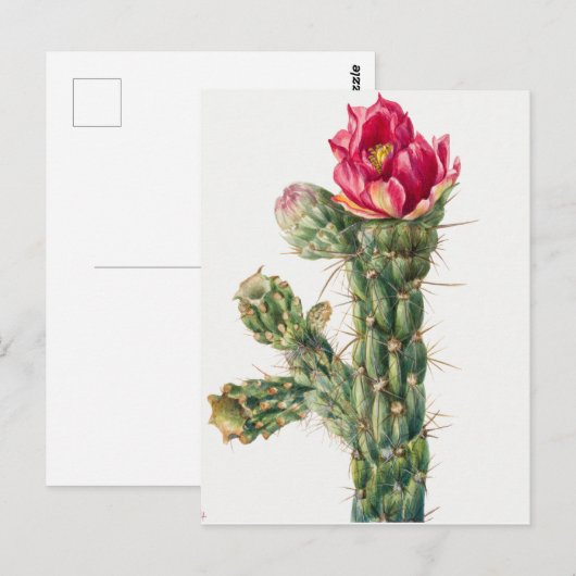  botanische illustratie briefkaart (Voorkant / Achterkant)