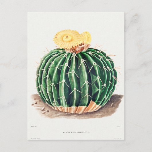  botanische illustratie briefkaart (Voorkant)