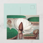  botanische illustratie briefkaart (Voorkant / Achterkant)