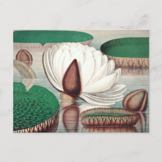  botanische illustratie briefkaart (Voorkant)