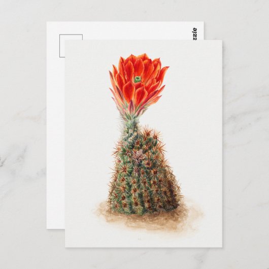  botanische illustratie briefkaart (Voorkant / Achterkant)