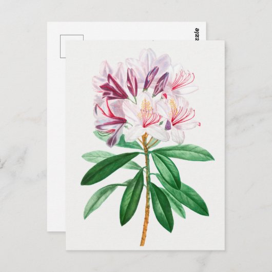  botanische illustratie briefkaart (Voorkant / Achterkant)