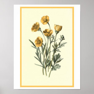 Botanische illustratie "Bulbous Crowfoot" Poster