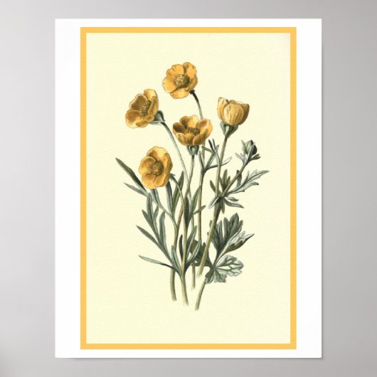 Botanische illustratie "Bulbous Crowfoot" Poster (Voorkant)