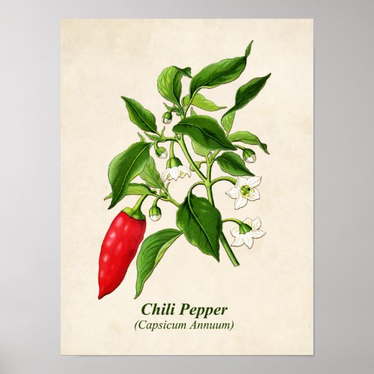 botanische illustratie, Chili Pepper Poster (Voorkant)