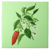  botanische illustratie, Chili Pepper Tegeltje (Voorkant)