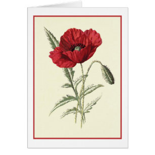 Botanische illustratie "Common Poppy"
