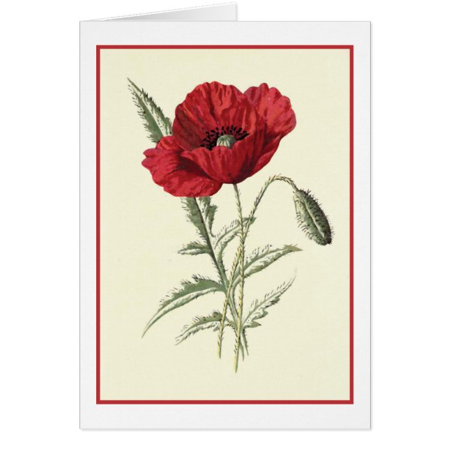 Botanische illustratie "Common Poppy" (Voorkant)