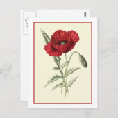 Botanische illustratie "Common Poppy" Briefkaart (Voorkant / Achterkant)