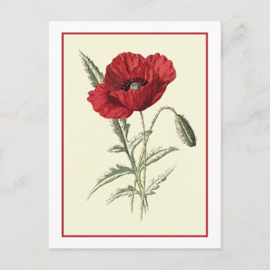 Botanische illustratie "Common Poppy" Briefkaart (Voorkant)