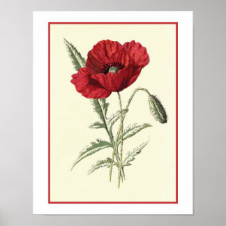 Botanische illustratie "Common Poppy" Poster