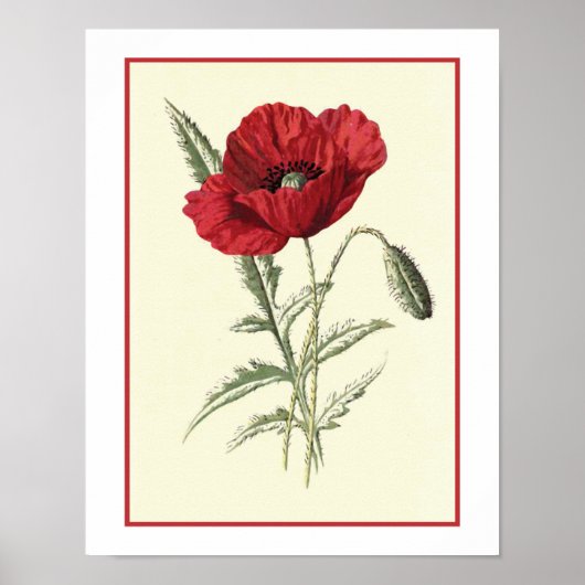 Botanische illustratie "Common Poppy" Poster (Voorkant)