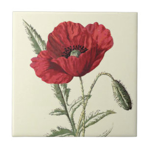 Botanische illustratie "Common Poppy" Tegeltje