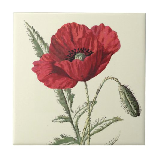 Botanische illustratie "Common Poppy" Tegeltje (Voorkant)