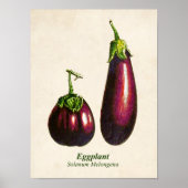  botanische illustratie, eierplanten poster (Voorkant)