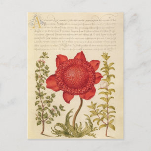 botanische illustratie feestdagenkaart