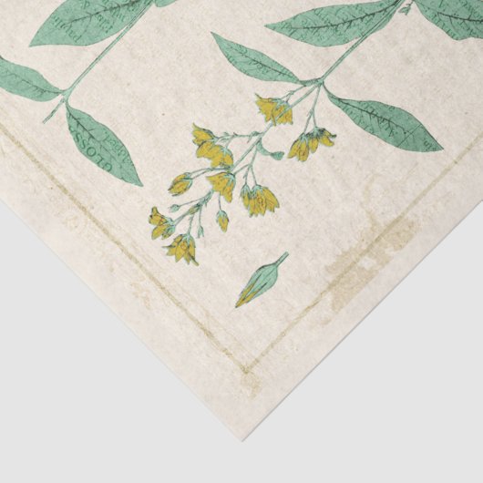  botanische illustratie Gele wilde bloem Tissuepapier (Detail)