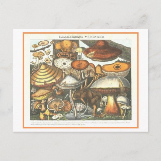  botanische illustratie giftige paddenstoelen briefkaart (Voorkant)