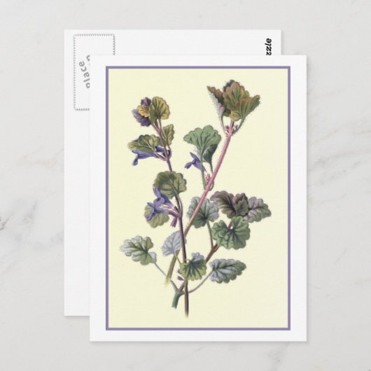 Botanische illustratie "Grond Ivy" Briefkaart (Voorkant / Achterkant)