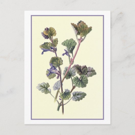 Botanische illustratie "Grond Ivy" Briefkaart (Voorkant)