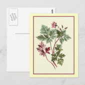 Botanische illustratie "Herb Robert" Briefkaart (Voorkant / Achterkant)