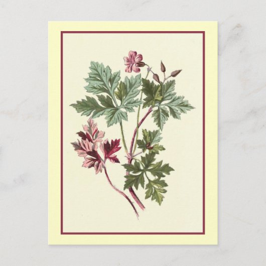 Botanische illustratie "Herb Robert" Briefkaart (Voorkant)