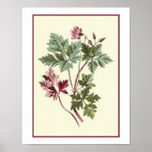 Botanische illustratie "Herb Robert" Poster (Voorkant)