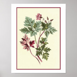 Botanische illustratie "Herb Robert" Poster