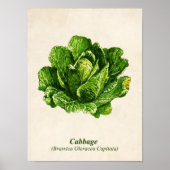  botanische illustratie, kool poster (Voorkant)