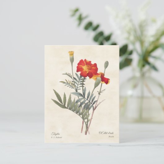  Botanische illustratie Mariggets Briefkaart (Staand voorkant)