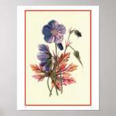 Botanische illustratie "Meadow Cranesbill" Poster (Voorkant)